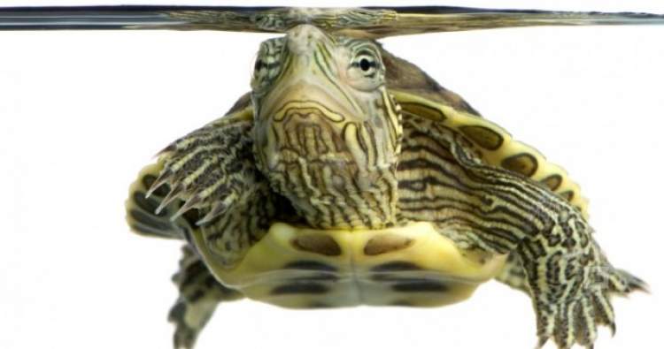Rüyada Su Kaplumbağası Almak - ruyandagor.com
