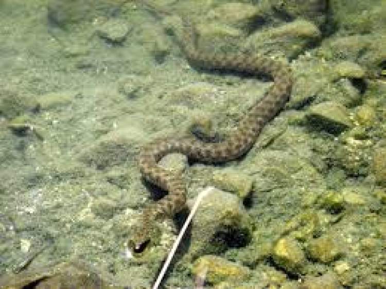 su yılanı görmek