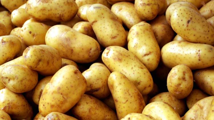 tarlada patates toplamak