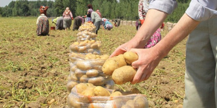 topraktan patates toplamak