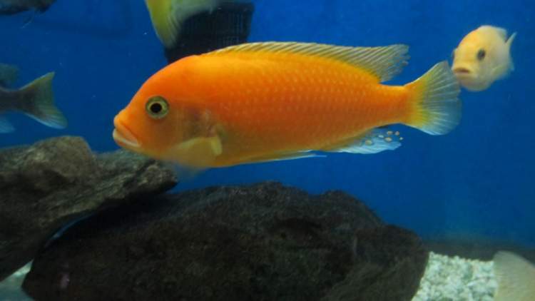 turuncu renkli balık görmek