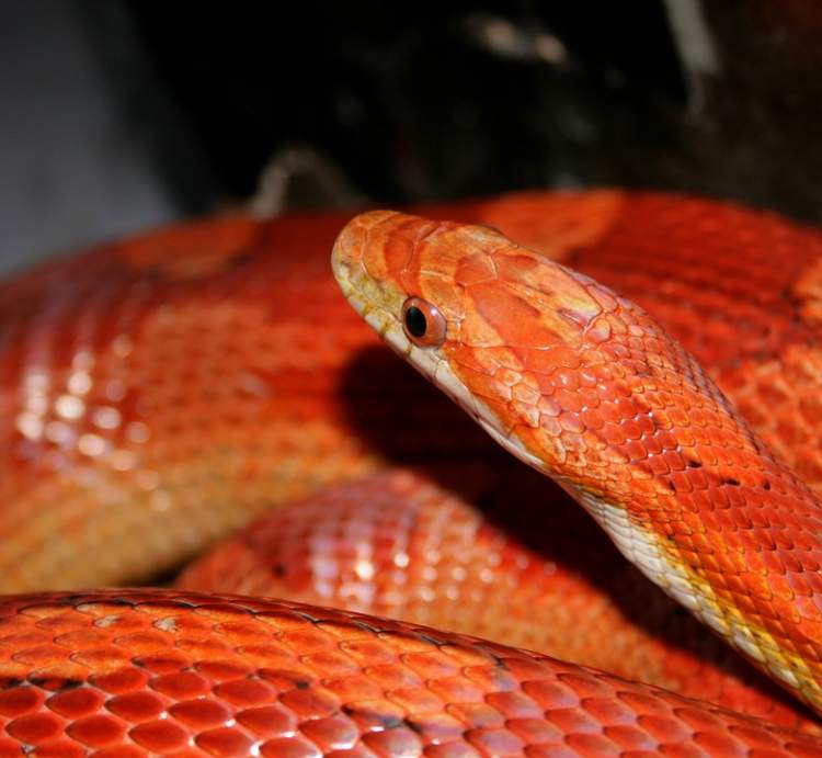 turuncu renkli yılan görmek