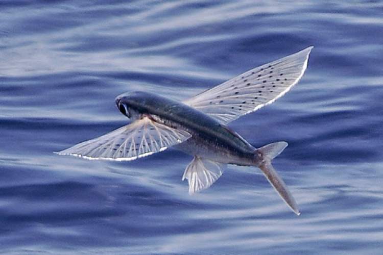 Rüyada Uçan Balık Görmek - ruyandagor.com