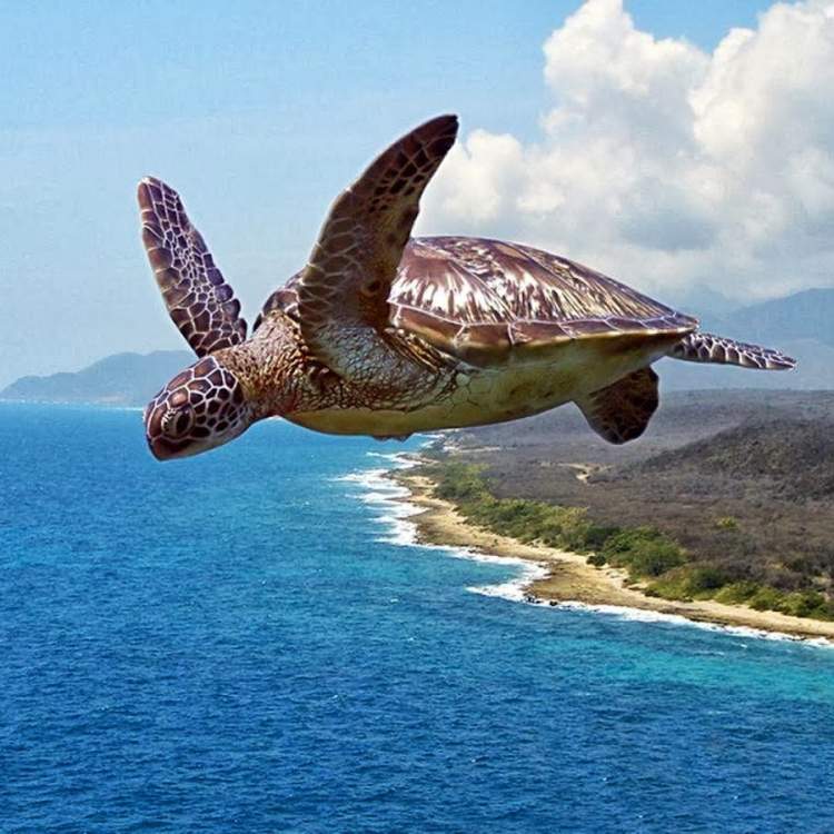 uçan kaplumbağa görmek