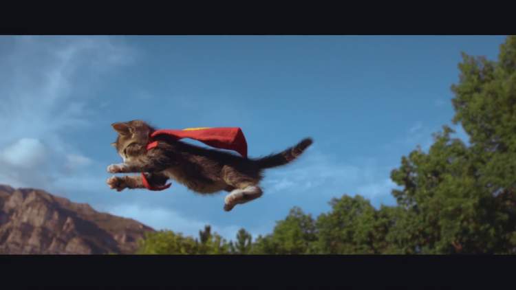 uçan kedi görmek
