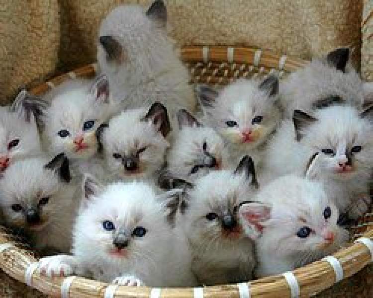 Rüyada Yeni Doğmuş Kedi Yavruları Görmek - ruyandagor.com
