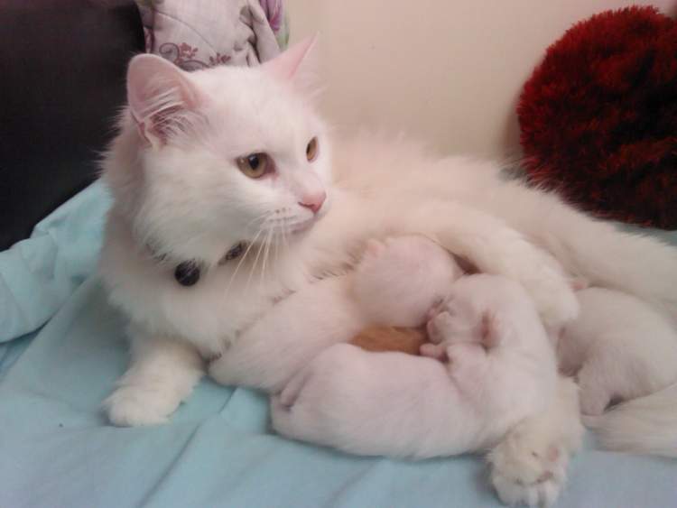 yeni doğmuş kedi yavrusu görmek