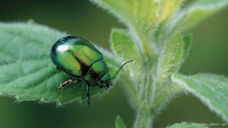 Rüyada Yeşil Böcek Görmek