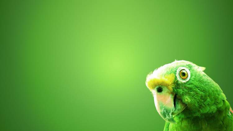 yeşil papağan görmek