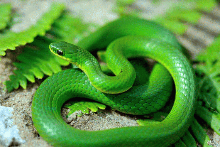 yeşil yılan sokması