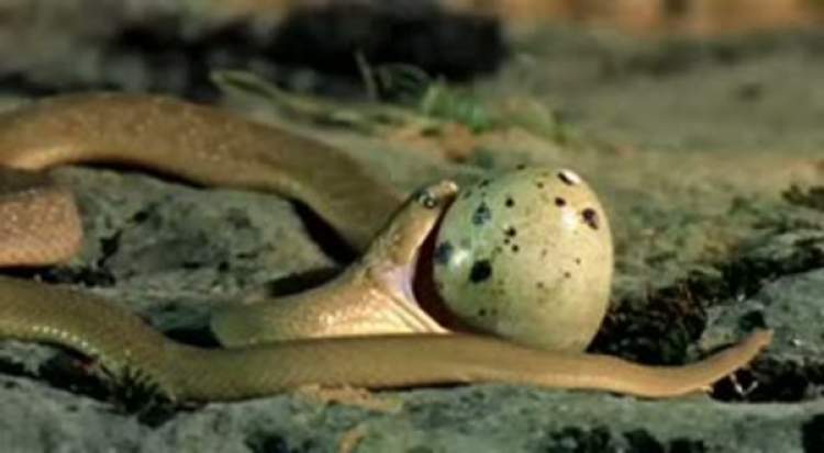 yılanın birini yuttuğunu görmek