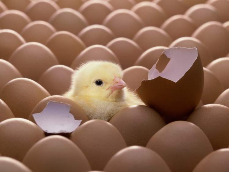 Rüyada Yumurta İçinde Ölmüş Civciv Görmek - ruyandagor.com