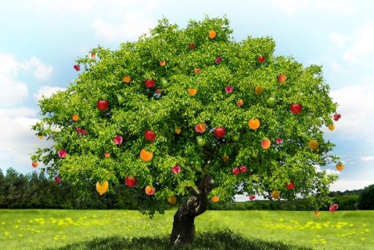 ağacından meyve yemek