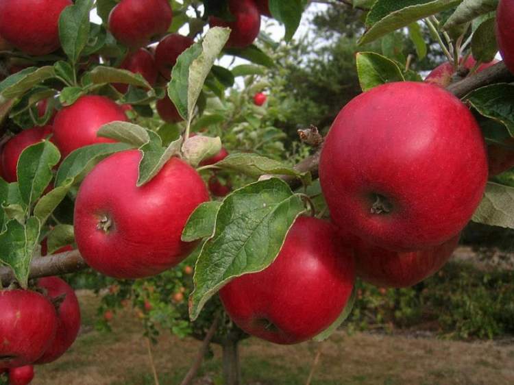 ağaçta kırmızı elmalar görmek