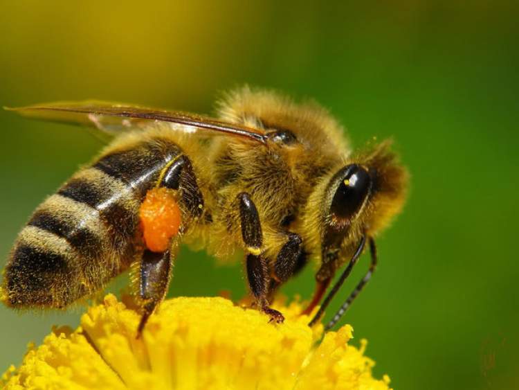 arıların saldırısına uğradığını görmek