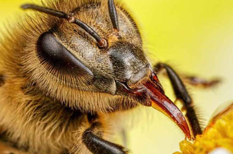 arının ağzına girmesi