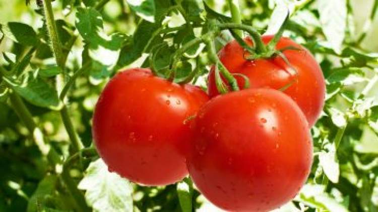 bahçede domates biber görmek