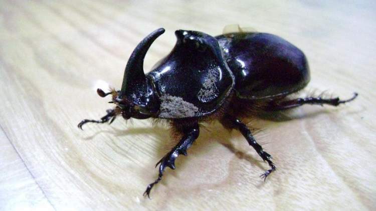 banyoda siyah böcek görmek