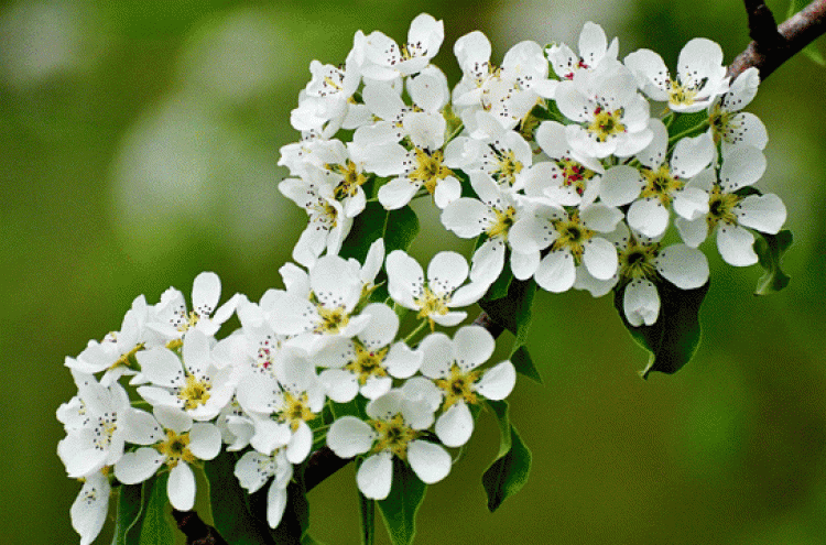 beyaz açan çiçek görmek