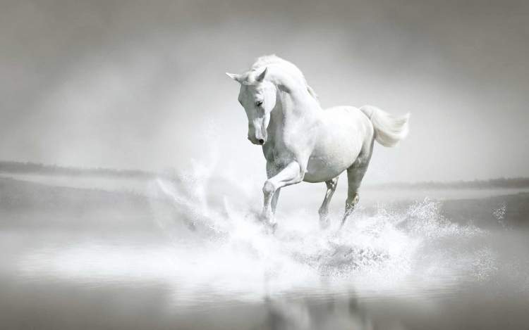 beyaz atın koştuğunu görmek