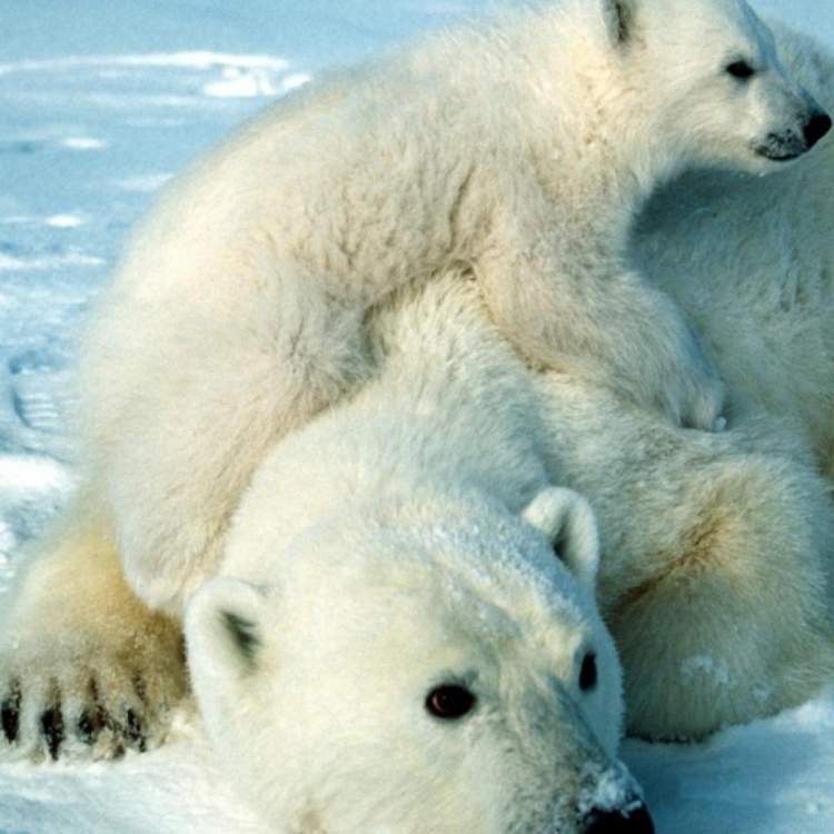 beyaz ayı ve yavrusu görmek