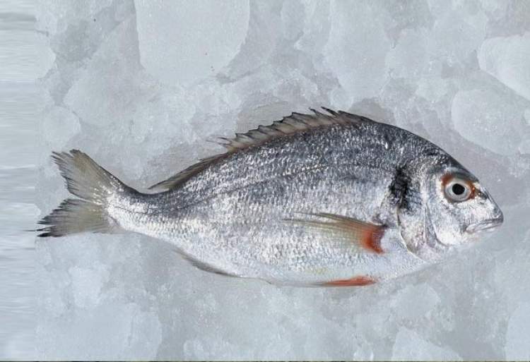 Rüyada Beyaz Balık Eti Yemek - ruyandagor.com