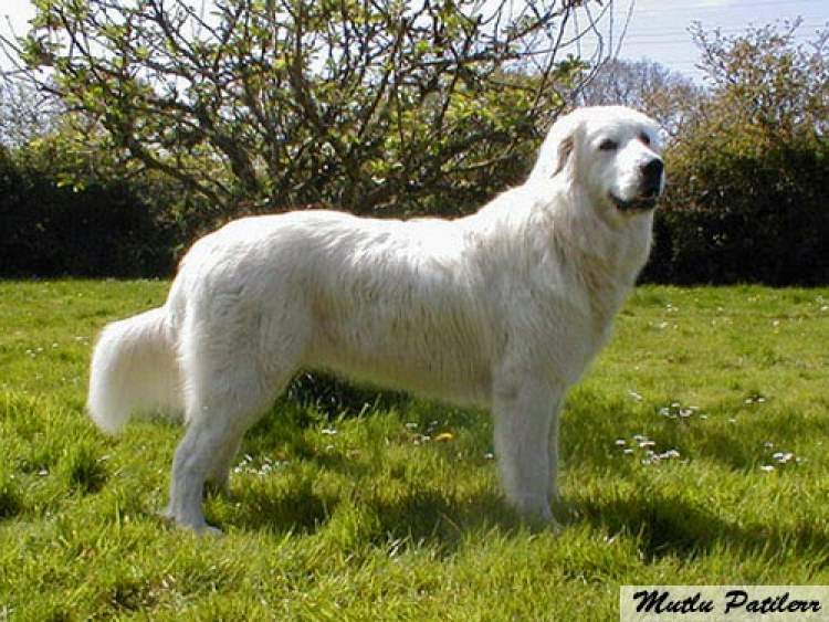 beyaz ev köpeği görmek
