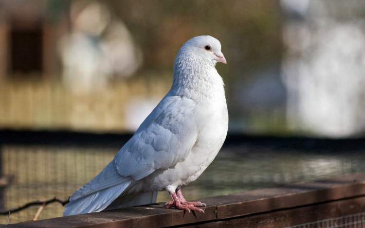 beyaz güvercin görmek ve sevmek