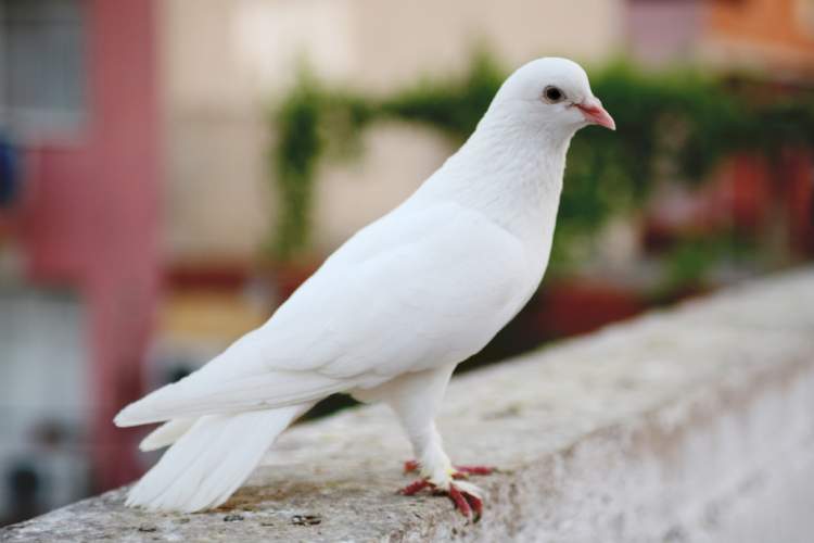 beyaz güvercin sürüsü görmek
