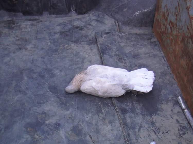 beyaz güvercinin öldüğünü görmek