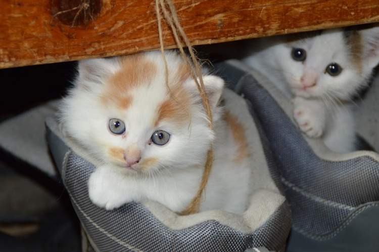 beyaz kedi ve yavrusunu görmek