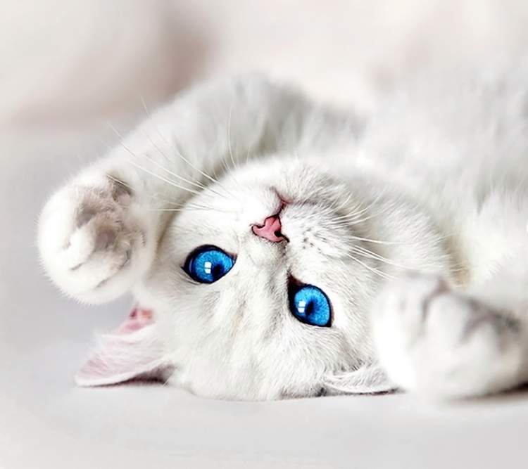 Rüyada Beyaz Kedinin Öldüğünü Görmek - ruyandagor.com