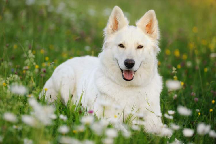 beyaz köpek kovalaması görmek