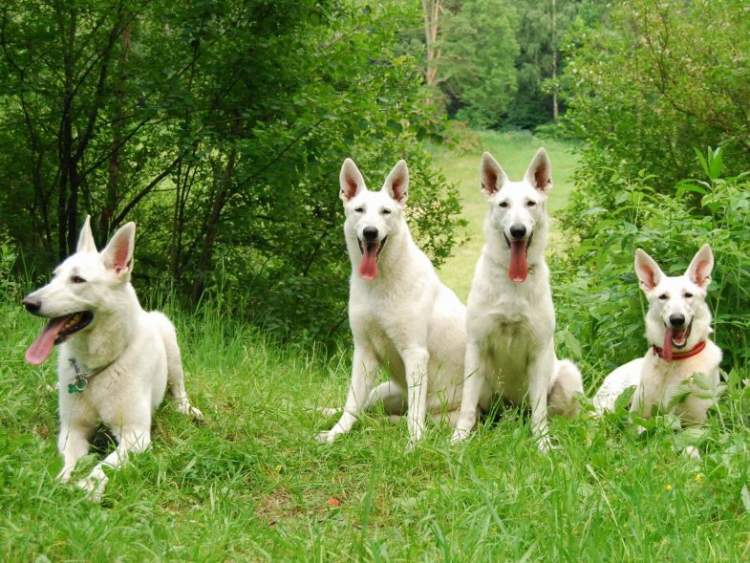 beyaz kurt köpekleri görmek