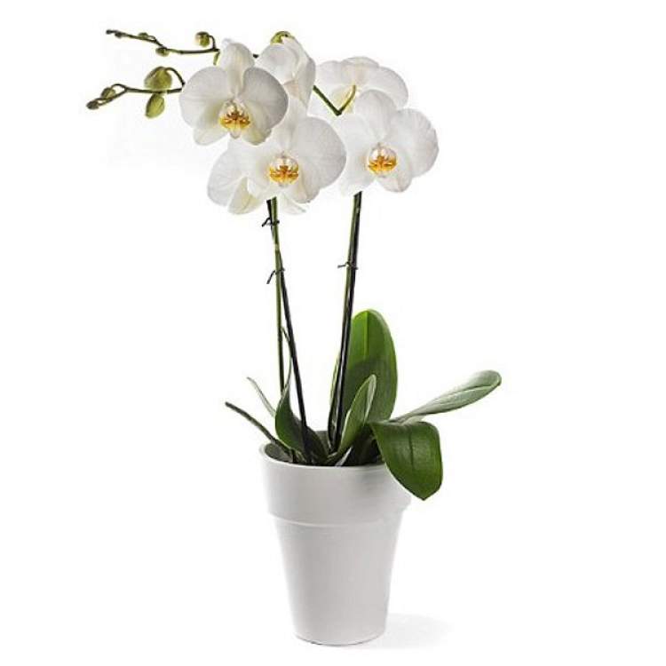 beyaz orkide çiçeği görmek
