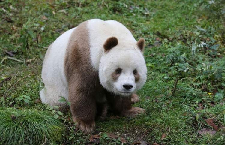 beyaz panda görmek