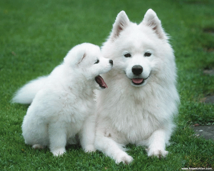 beyaz süs köpeği görmek