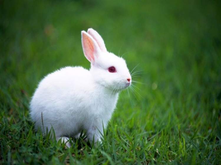 Rüyada Beyaz Tavşan Yakalamak - ruyandagor.com