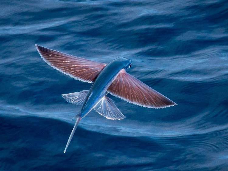 Rüyada Beyaz Uçan Balık Görmek - ruyandagor.com