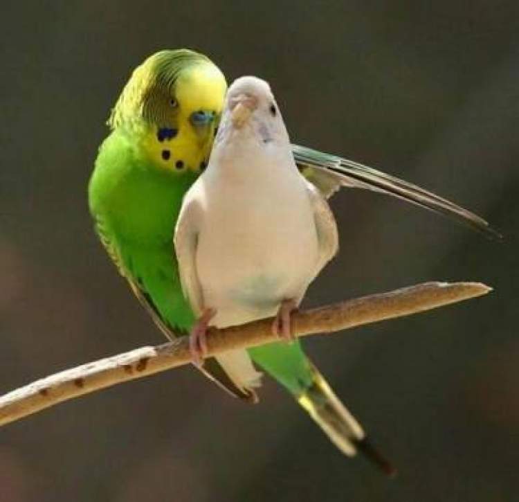 beyaz ve yeşil muhabbet kuşu görmek