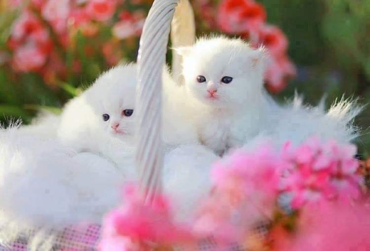 Rüyada Beyaz Yavru Kedi Beslemek - ruyandagor.com