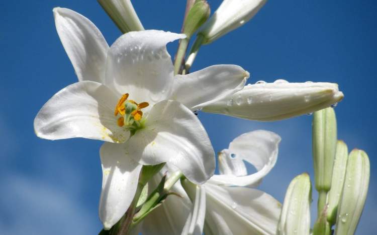 Rüyada Beyaz Zambak Çiçeği Görmek - ruyandagor.com