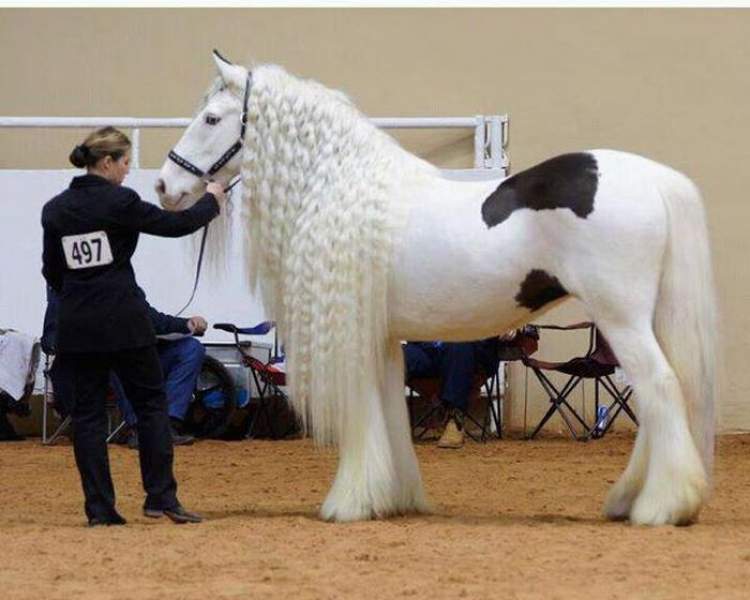 birini beyaz atın üstünde görmek