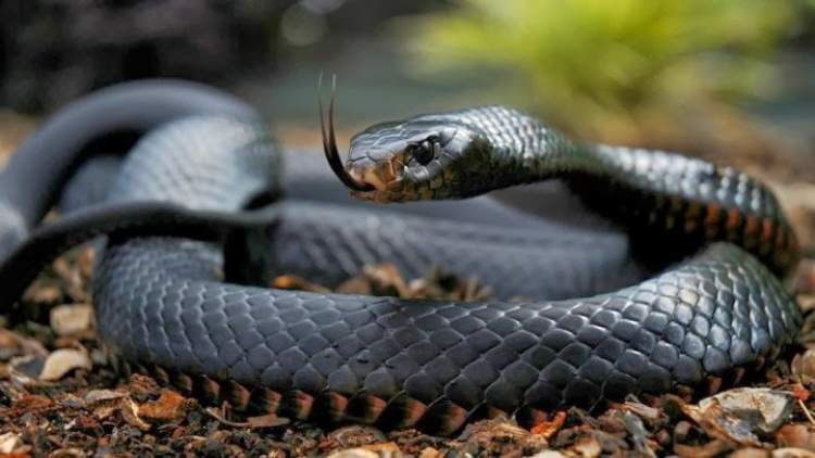 büyük başlı siyah yılan görmek