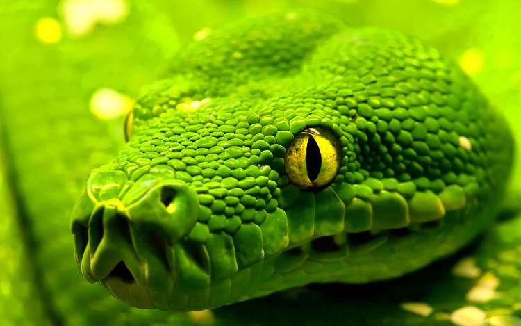 büyük başlı yeşil yılan görmek