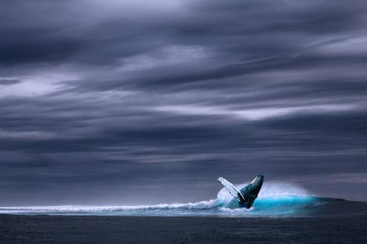 büyük beyaz balina görmek