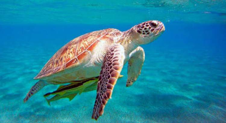 Rüyada Büyük Deniz Kaplumbağası Görmek - ruyandagor.com