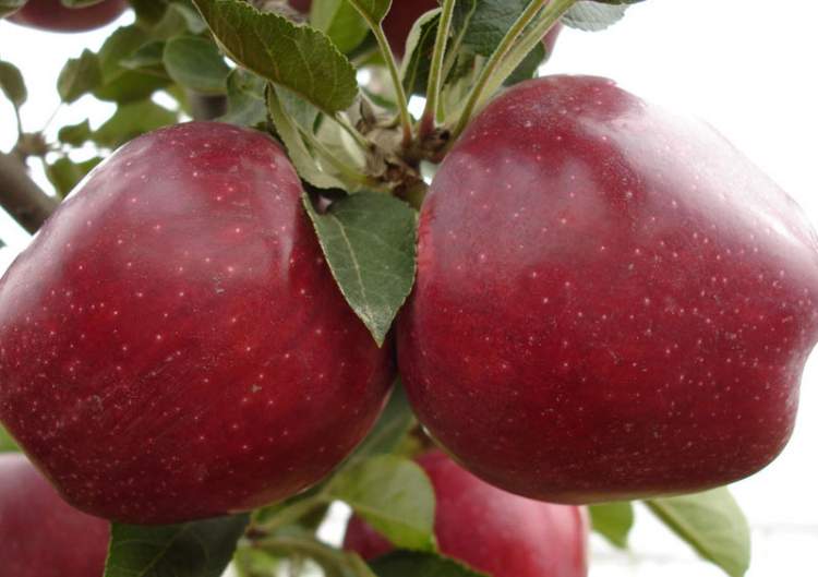 Rüyada Büyük Kırmızı Elmalar Görmek - ruyandagor.com