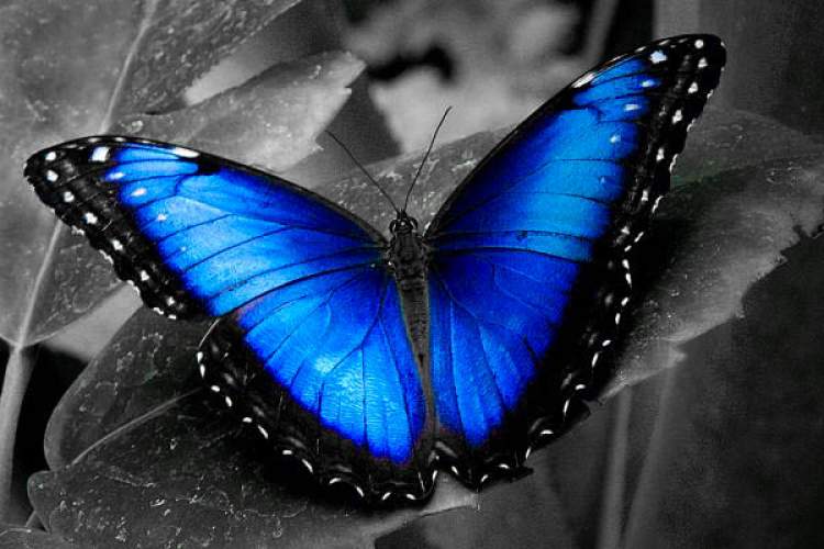 büyük mavi kelebek görmek