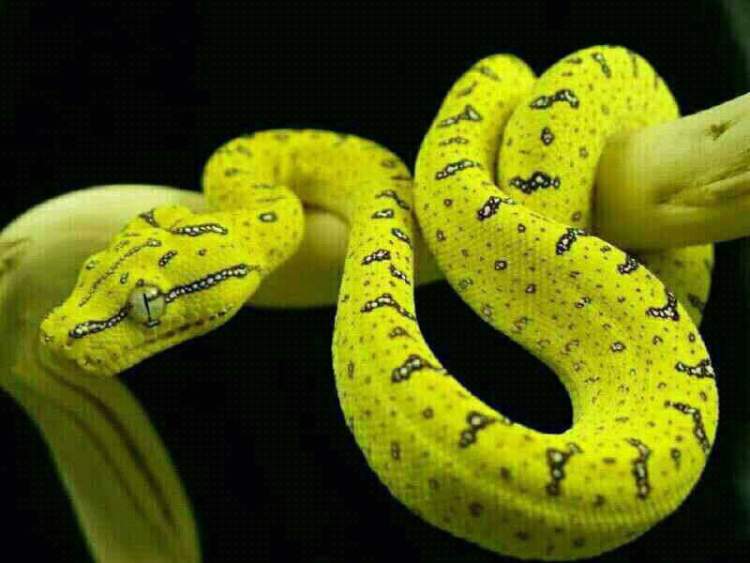 büyük sarı beyaz yılan görmek